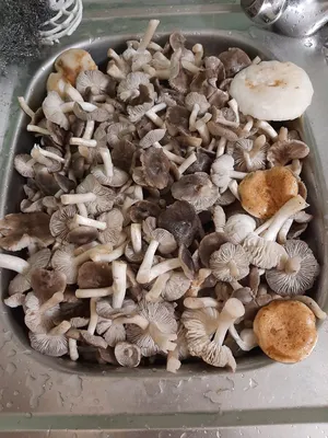 Грибы Крыма: съедобные степные и лесные грибы Крыма, ядовитые,  краснокнижные грибы | Азовский - Азовский