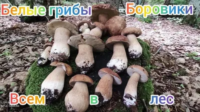 Какие грибы не стоит собирать в Крыму? - ч.2 | Кулинарные записки обо всём  | Дзен