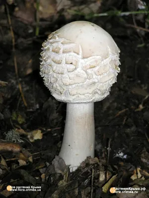 Съедобные грибы крыма фото фотографии