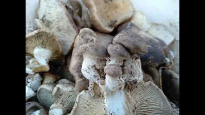 Грибы в Крыму сбор грибов.Белые грибы 2021. - YouTube