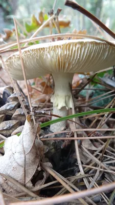 Крымские грибы степные однобочки. Ч 1 - YouTube