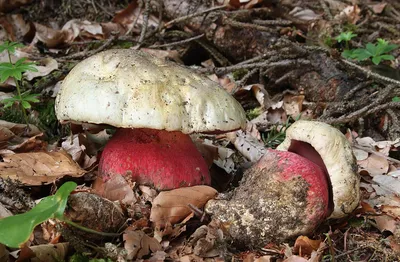 Вопросы по грибам Крыма - Форум, съедобные грибы и грибные описания, фото,  рецепты приготовления
