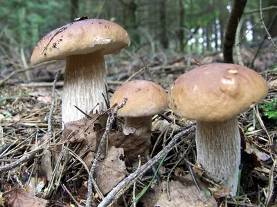 Роспотребнадзор рекомендовал не есть грибы, собранные в Крыму