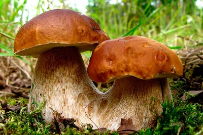 Съедобные грибы — Википедия