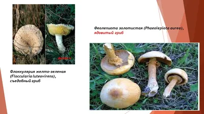✔️В лес за грибами! Грибы в Германии! To the woods for mushrooms! Mushrooms  in Germany! - YouTube