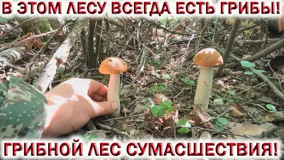 Грибы в Крыму: описание, фото, где собирать. Съедобные и ядовитые грибы  Крыма - Гид Крыма