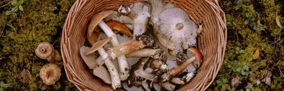 Белый гриб — Википедия