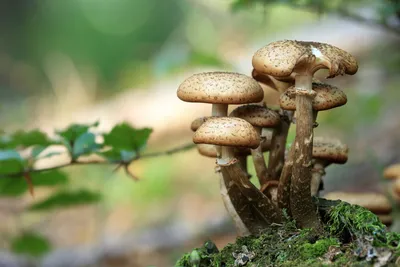 Съедобные грибы подмосковья фото фотографии