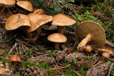 Съедобные грибы растущие в сосновом лесу фото фотографии