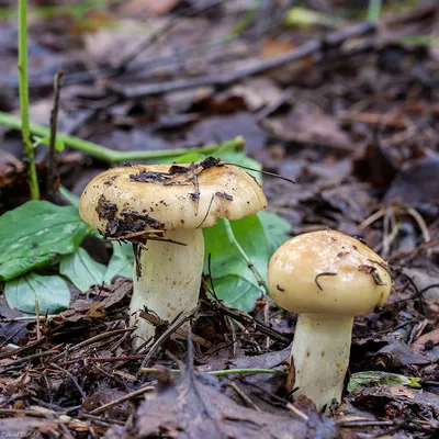 Валуй (Russula foetens) – Грибы Сибири