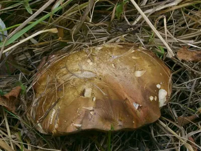 Новые съедобные грибы нашли в Красноярском крае - KP.RU