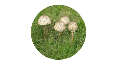 Тихая охота: запоминаем съедобные грибы, которые выглядят как поганки |  VOICE | Дзен