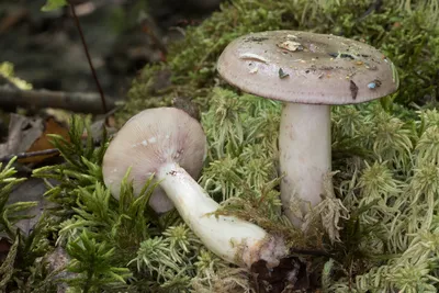 Млечник мокрый (Lactarius uvidus) – Грибы Сибири