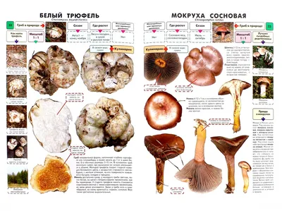 Иллюстрация 1 из 12 для Самые распространенные съедобные грибы.  Справочник-определитель начинающего грибника - Михаил Вишневский | Лабиринт  - книги. Источник: Лабиринт