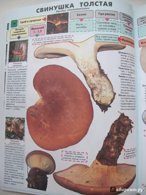 Грибы Португалии / Mushrooms of Portugal | И ещё один, Моховик пёстрый  (Xerocomellus chrysenteron) Ourém.