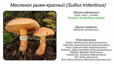 Краснокнижные грибы России 2023: фото с названиями, ответственность за сбор