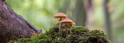 Ищите правильные грибы