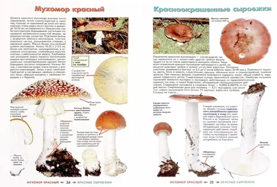 Миколог Михаил Вишневский: Грибы — самая молодая еда человечества | Юга.ру