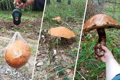 Съедобные грибы Сибири (67 фото) »