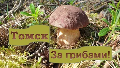 Иллюстрация 1 из 1 для Съедобные грибы и их несъедобные и ядовитые  двойники. Сравнительные таблицы - Михаил Вишневский | Лабиринт - книги.  Источник: Лабиринт