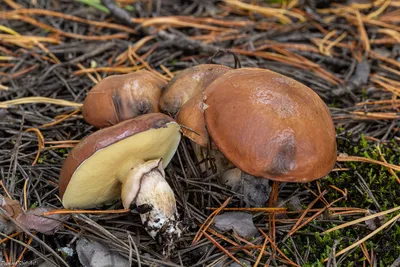 Маслёнок обыкновенный (Suillus luteus) – Грибы Сибири