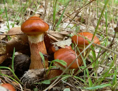 За грибами!Томск.Россия.Западная Сибирь.For Mushrooms!Tomsk.Russia.Western  Siberia. - YouTube