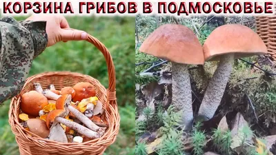 Грибы Омской области — фотографии и названия