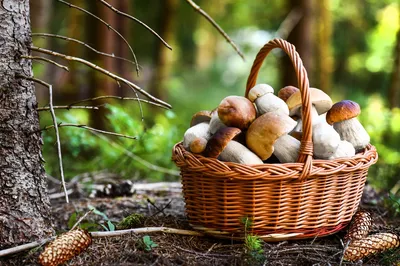 Съедобные грибы: названия, фото, как отличить от несъедобных | РБК Life