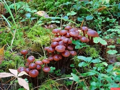 ТЁЩЕ НА РАДОСТЬ, ЖЕНЕ НА БЕДУ! Белые грибы в Сибири. Сбор грибов в лесу.  Грибы. Белые грибы в 2021 - YouTube