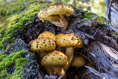 Чешуйчатка сальная (Pholiota adiposa) – Грибы Сибири