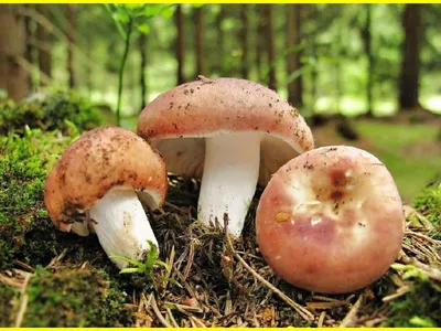 Мицелий Сыроежки пищевой / Сыроежка съедобная (Russula vesca)