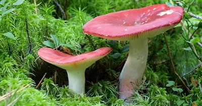 Коллаж Съедобные Грибы, Сыроежка; Suillus; Груздь; Leccinum Aurantiacum;  ЕКАК, Lycoperdon Фотография, картинки, изображения и сток-фотография без  роялти. Image 15494988