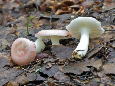 Сыроежка золотистая (Russula aurea) – Грибы Сибири