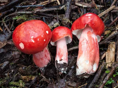 Вячеслав Степанов: Грибы Калужской области -Сыроежка винно-красная (Russula  vinosa)