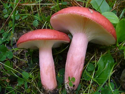 Сыроежка кроваво-красная (Russula sanguinea) – Грибы Сибири [Вложение: 5522]