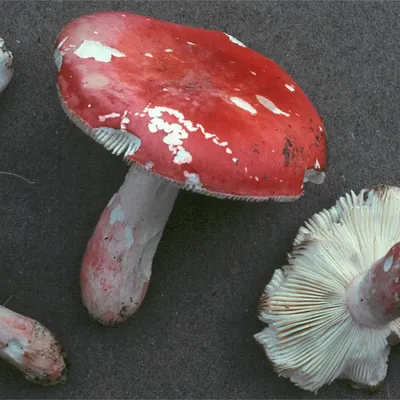 Мицелий Сыроежки ломкой (Russula fragilis)