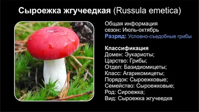 Сыроежка едкая, жгучеедкая, рвотная, Russula emetica | Грибы: собираем,  готовим, едим | Дзен