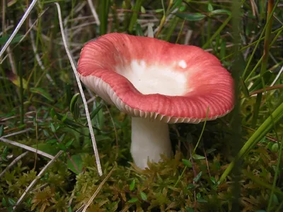 Купить Мицелий Сыроежки пищевой / Сыроежка съедобная (Russula vesca), 120 г