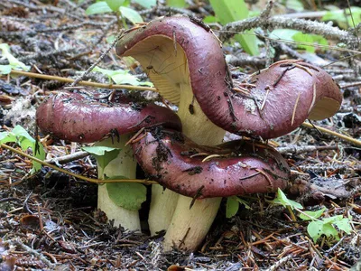 Сыроежка золотистая, Russula aurata - Грибы Средней Полосы