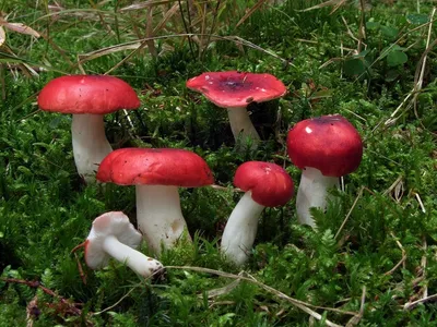 Сыроежка родственная - Russula consobrina - Грибы Уломы Железной