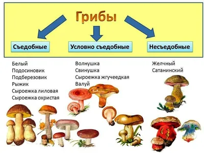 Сыроежка (Russula aquosa) | Грибы