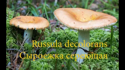 Сыроежка кроваво-красная (Russula sanguinea) – Грибы Сибири