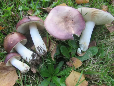 Сыроежка жёлтая - Russula claroflava - Грибы Уломы Железной