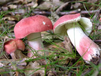 Фотокаталог грибов: Сыроежка сереющая (Russula decolorans)