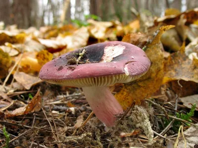 Купить Мицелий Сыроежки красивой / Сыроежка розовая (Russula bella), 120 г