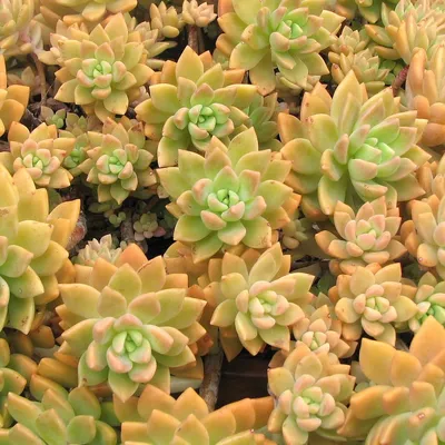 Седум или Очиток — Sedum описание и уход на FloralWorld.ru