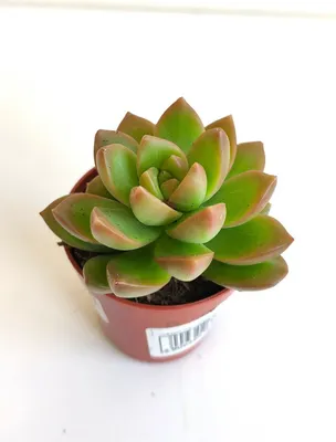 2 листовых черенка Очиток Адольфа (Sedum adolphii)