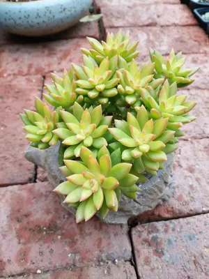 Очиток Адольфа (Sedum adolphii) — описание, выращивание, фото | на  LePlants.ru