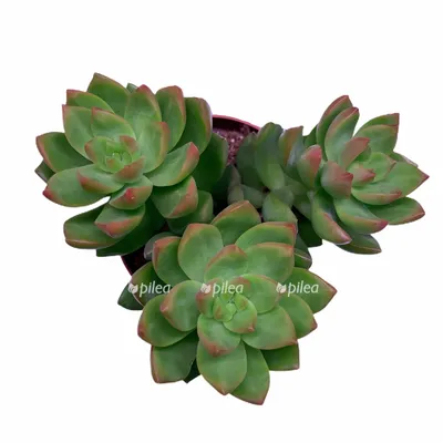 Растение ⌀ 5 Sedum ADOLPHII (Седум, Очиток): купить c доставкой почтой 🌸  Адениум дома