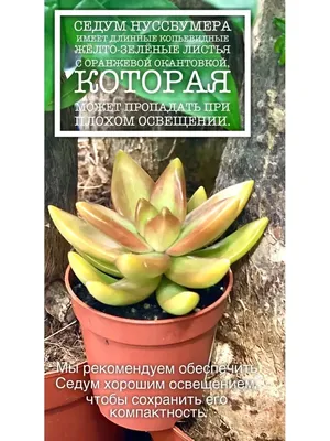 Очиток Адолфи, D-9 купить в Москве и РФ. Описание сорта. Пункты самовывоза.  Почтой (наложенный платеж). Доставка курьером по МО.